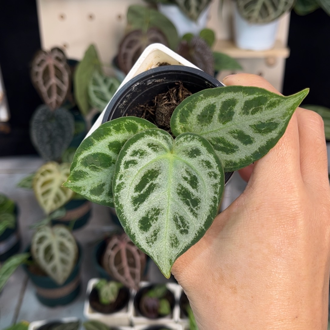 无花朵006 Skg 银铜