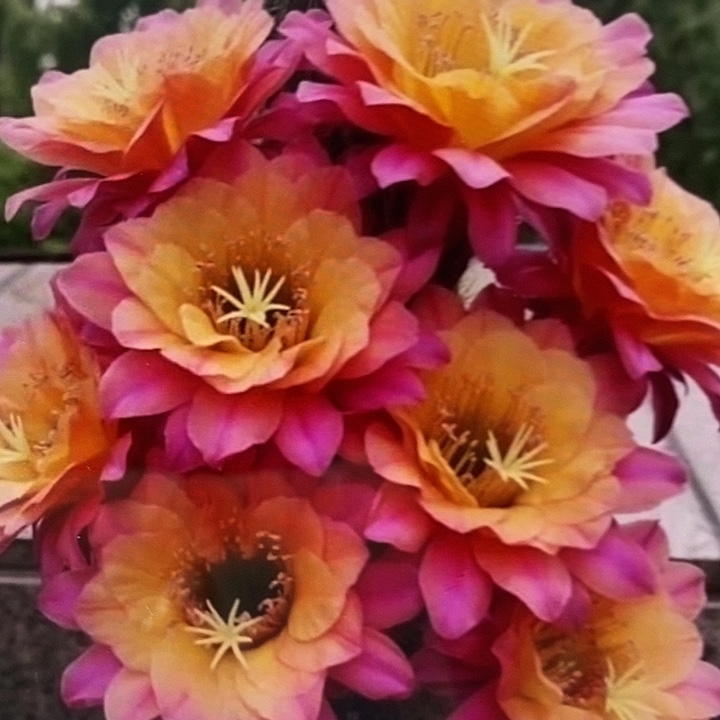 时光大毛花柱20公分