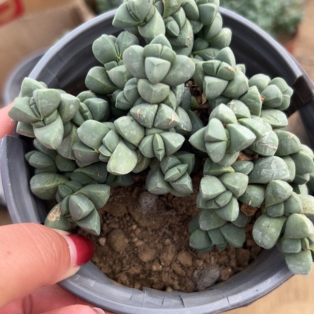多肉植物鹿角海棠