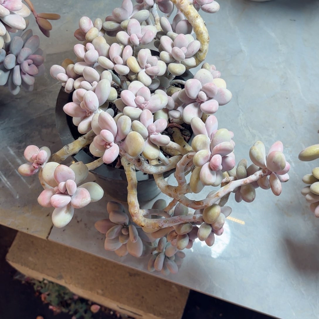 开****呲桃蛋43。