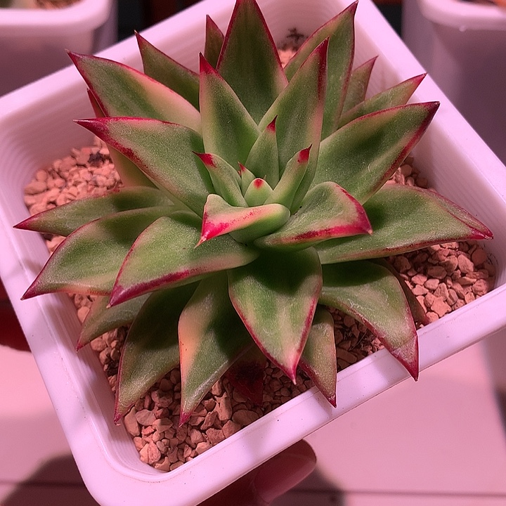 口红锦锦锦锦锦锦锦锦锦锦