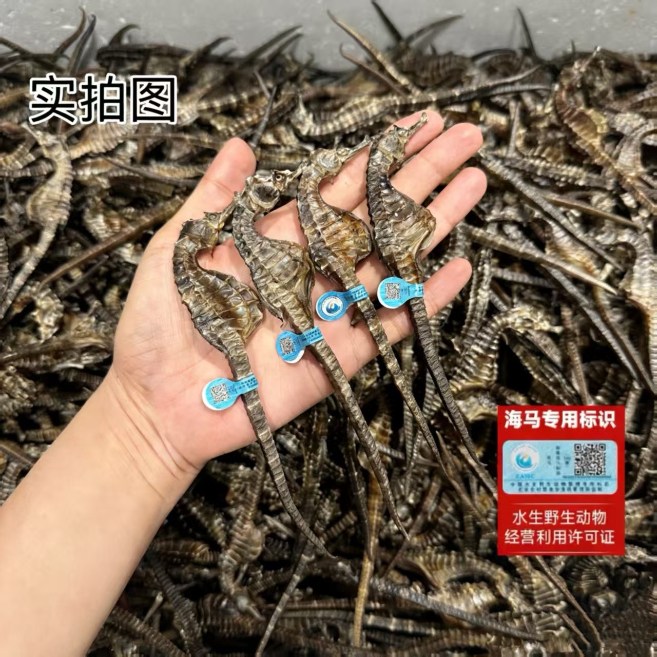 【2-3克大马】溯源保真公母搭配足干海干货田七枸杞炖靓汤海马泡酒