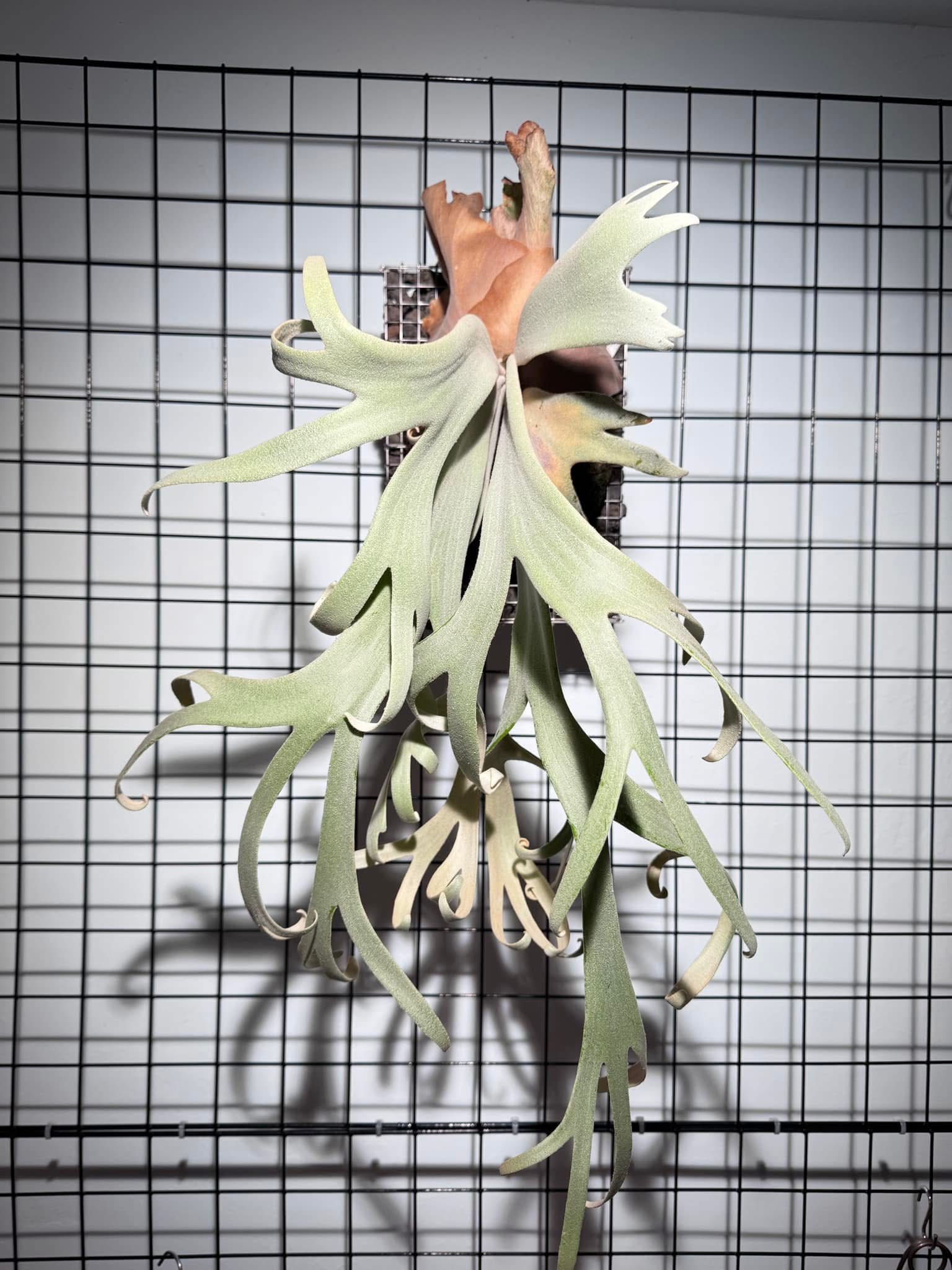 天狼星B鹿角蕨侧芽