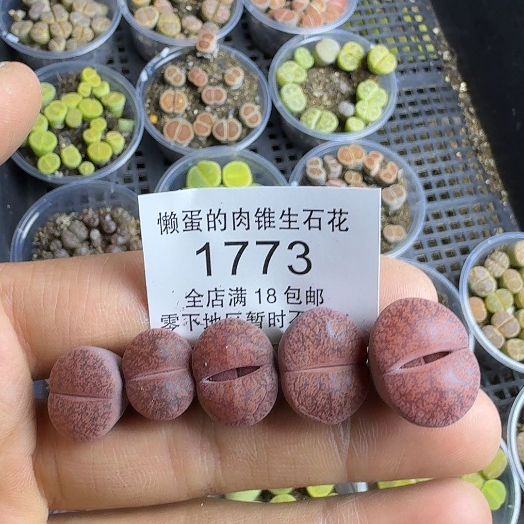 1773 哈哈哈哈哈哈哈哈哈