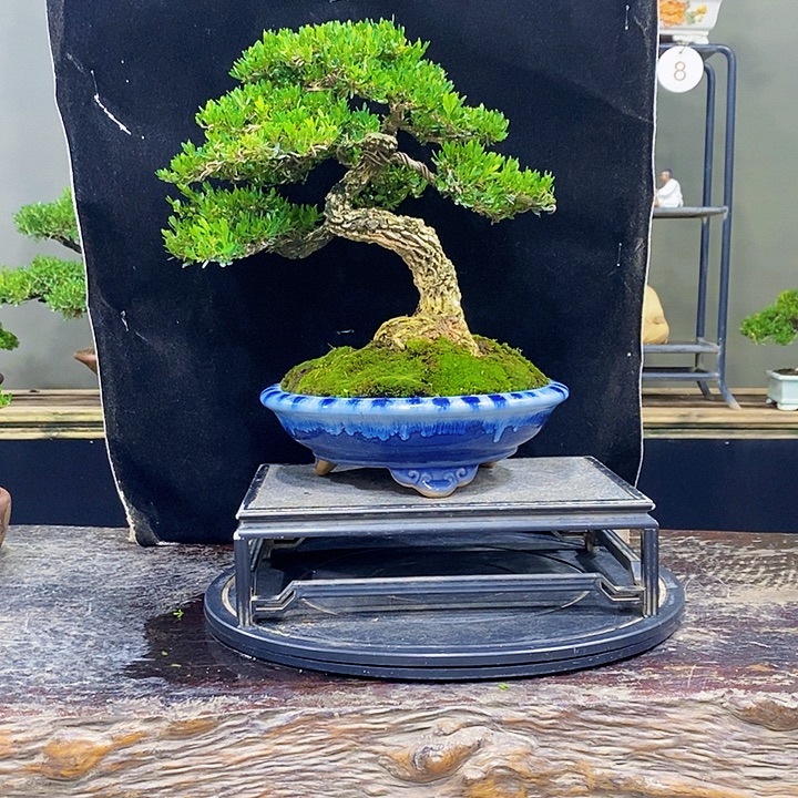 无花朵黄杨盆景四季常青
