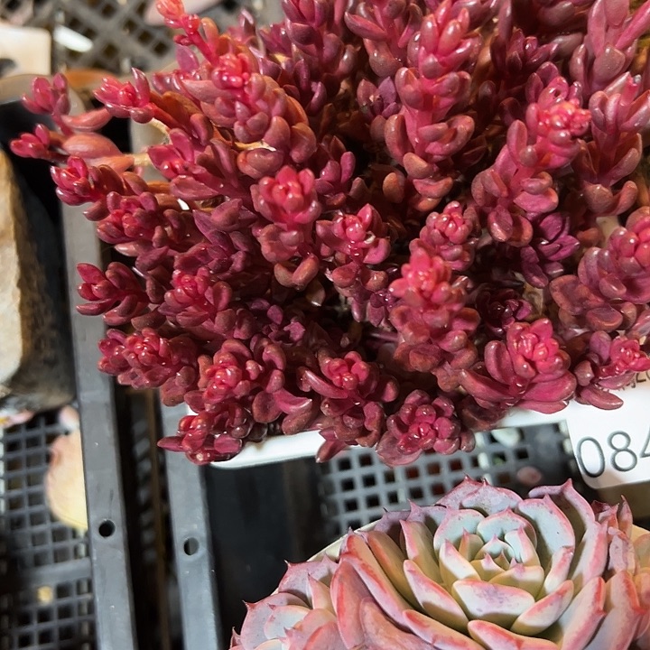 幸运的是我还没幸运