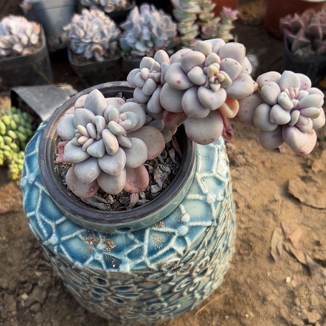 多肉植物多肉植物