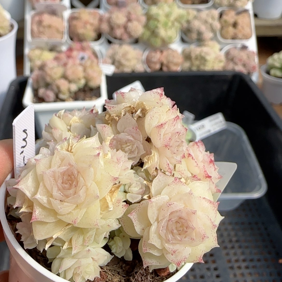 【闪购商品】0206-113（m1-461-3）