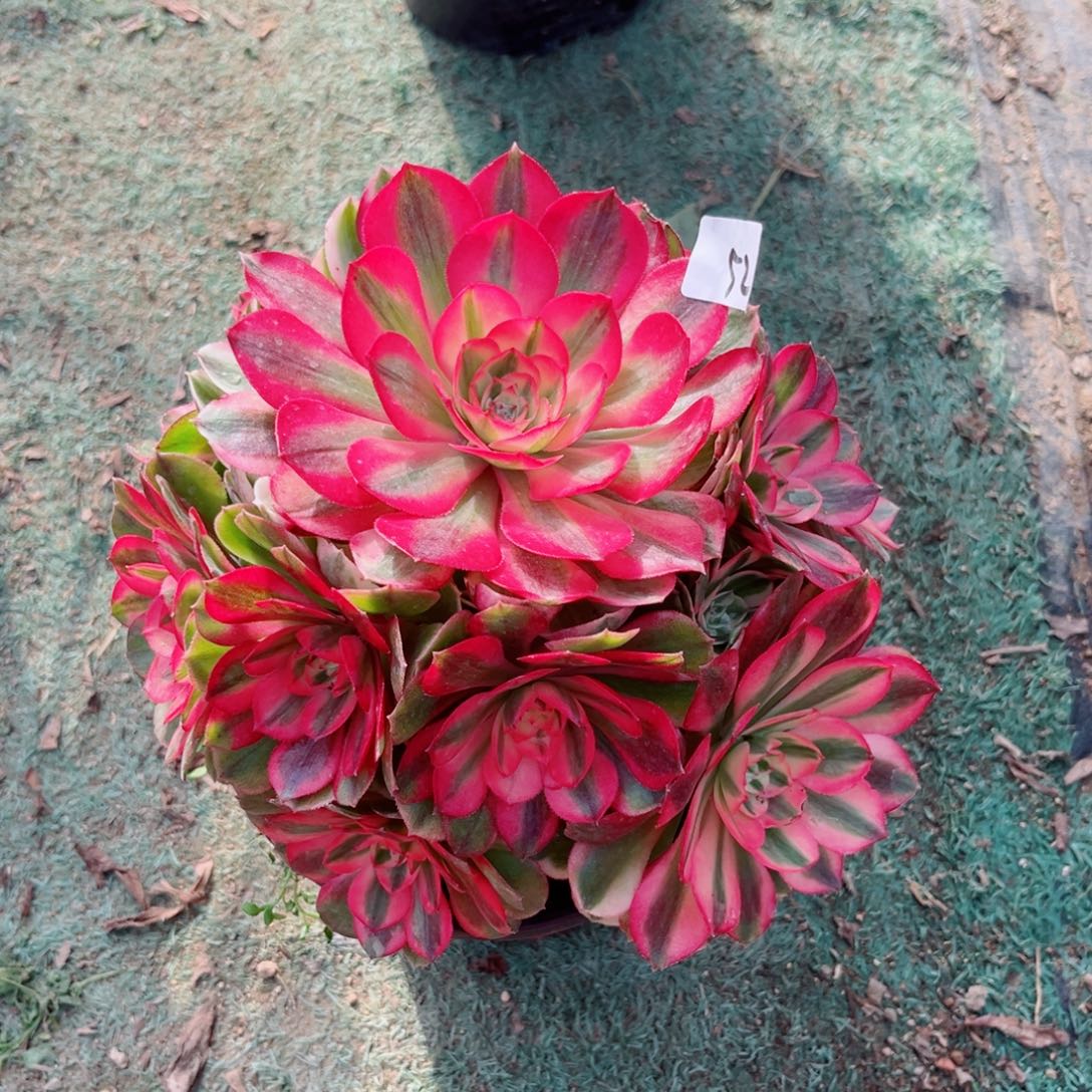 52红荔枝法师多肉植物