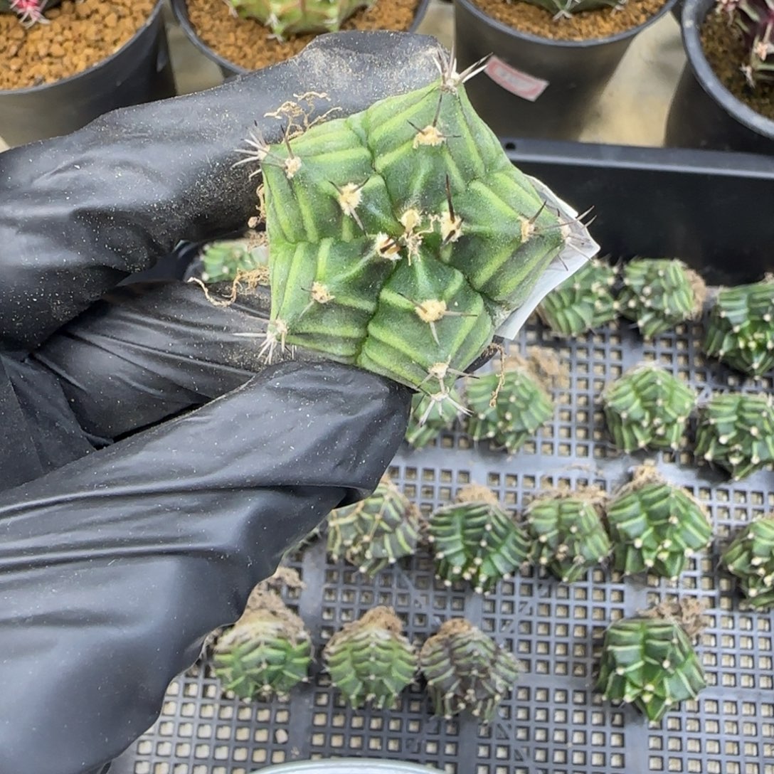 星***泰系实生五棱58米