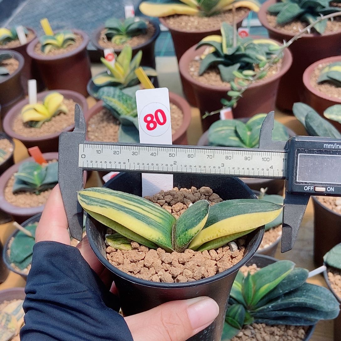 80卧牛实生锦带盆发货