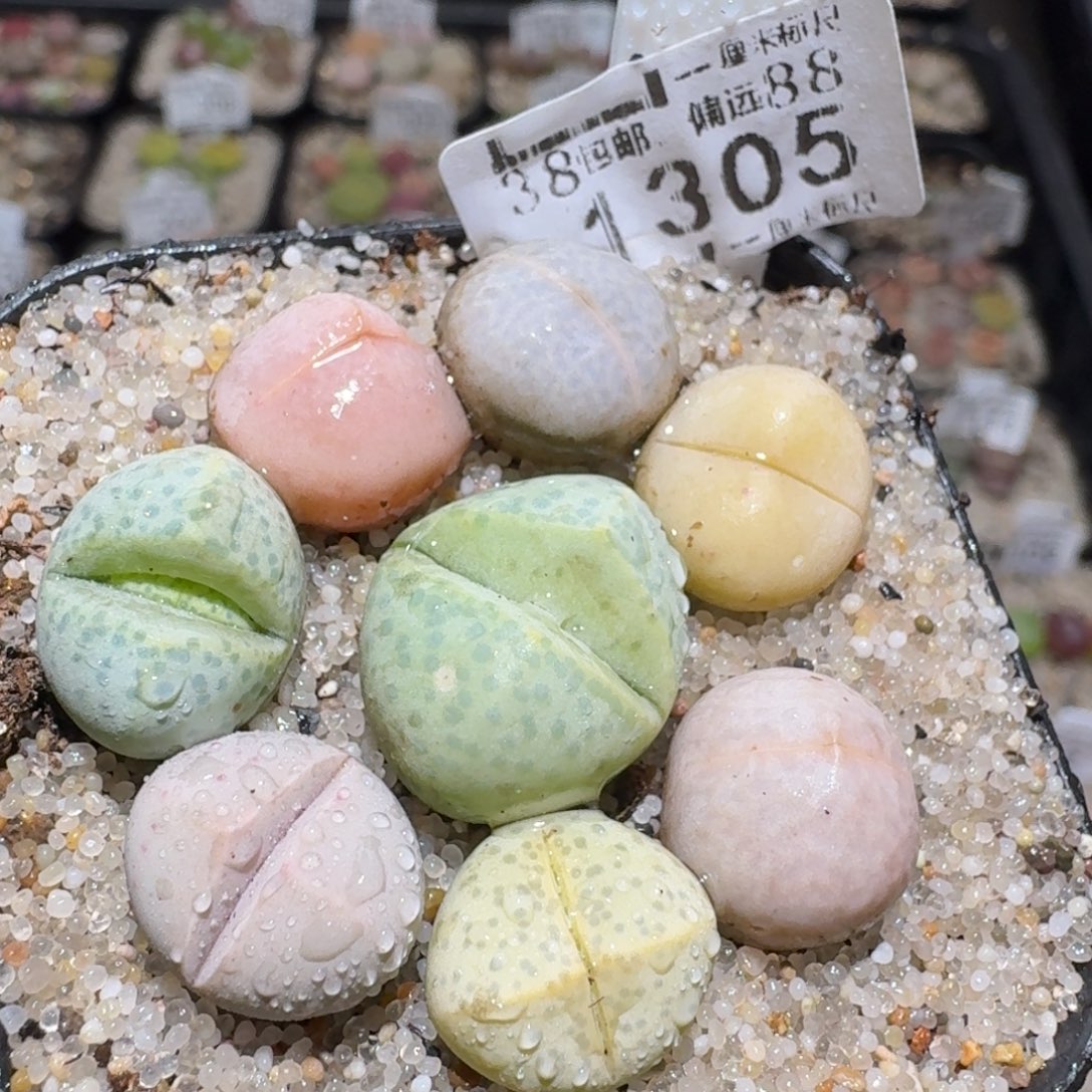 zzz福利捡漏就在今天1305