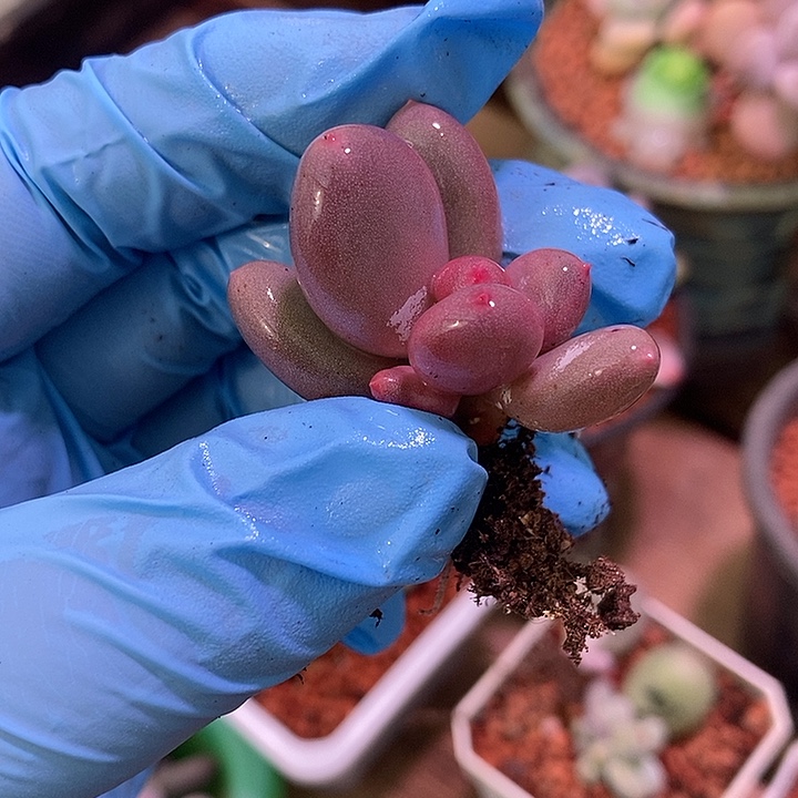 大叶彩虹奶酪锦基因多肉