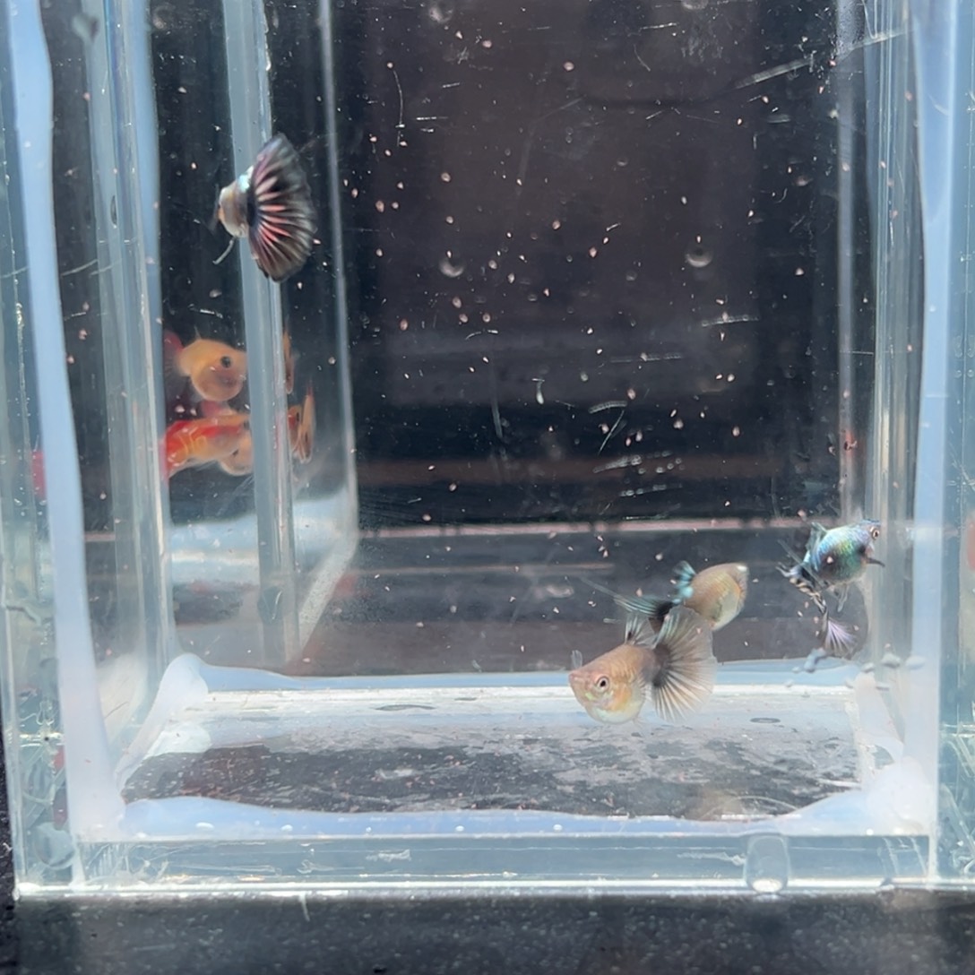 孔雀鱼象牙球孔雀2对