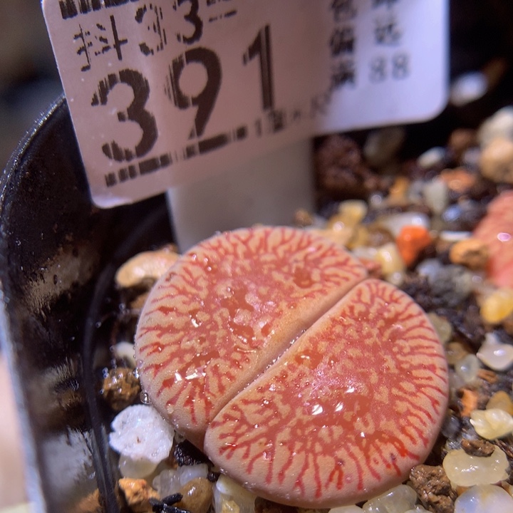 精品生石花33.391