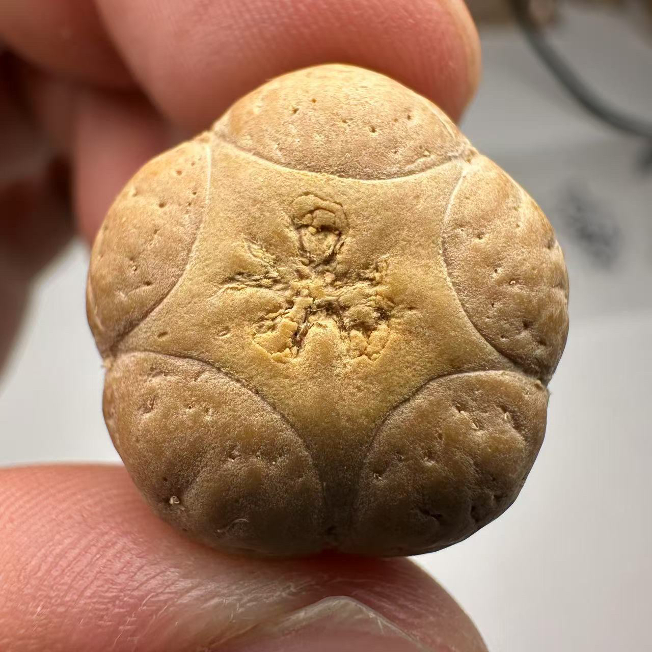  尼泊尔五星菩提，尺寸21，sss系列，货号28