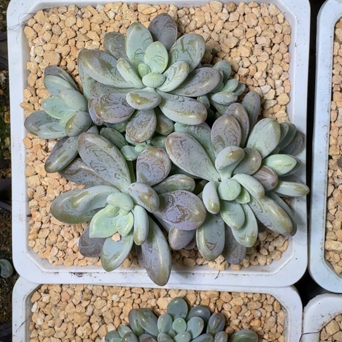 海妮亚 群生  一物一拍