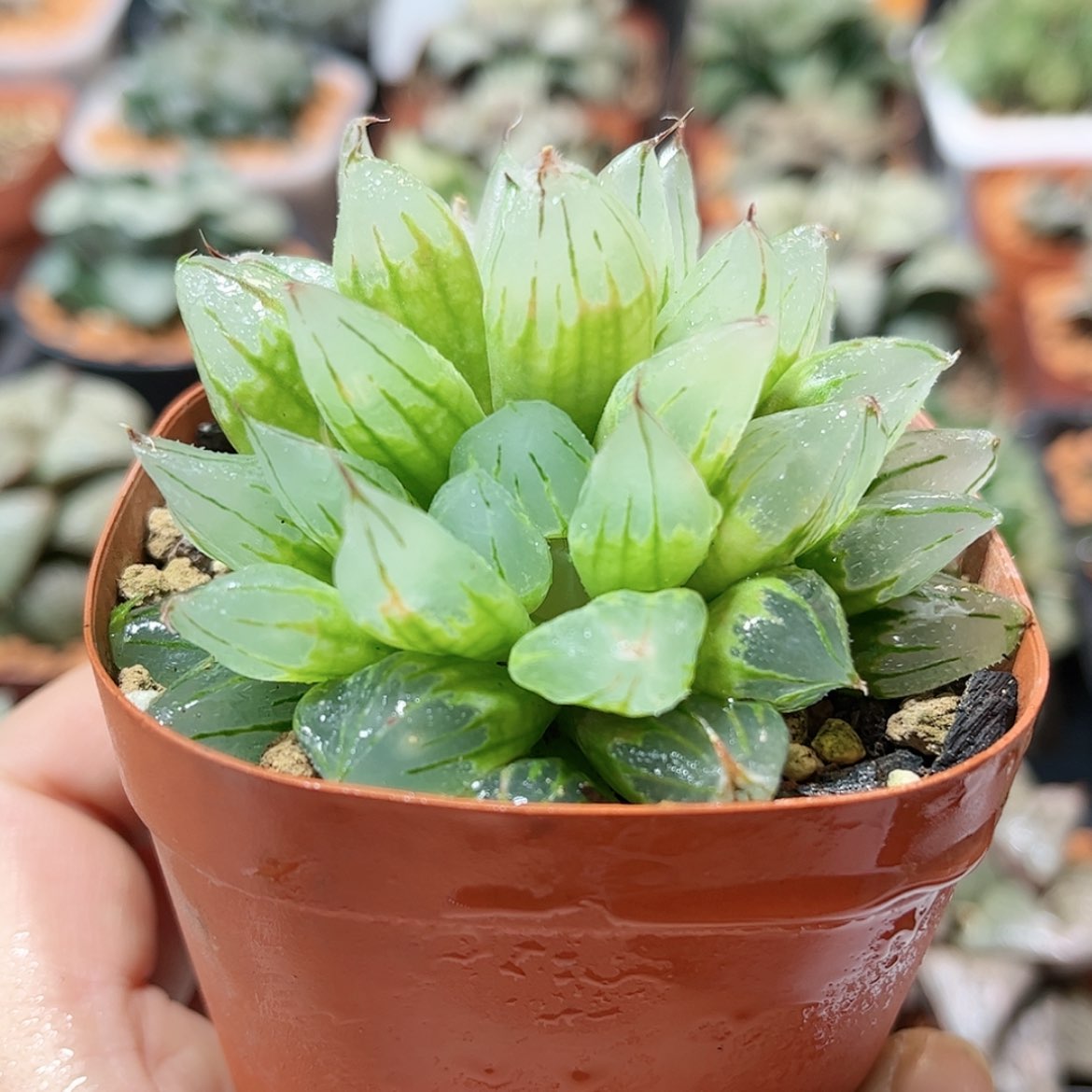 【闪购商品】西亚基