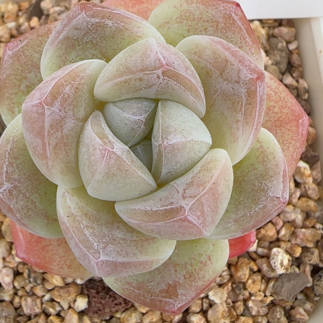 花语逸镜0204-248