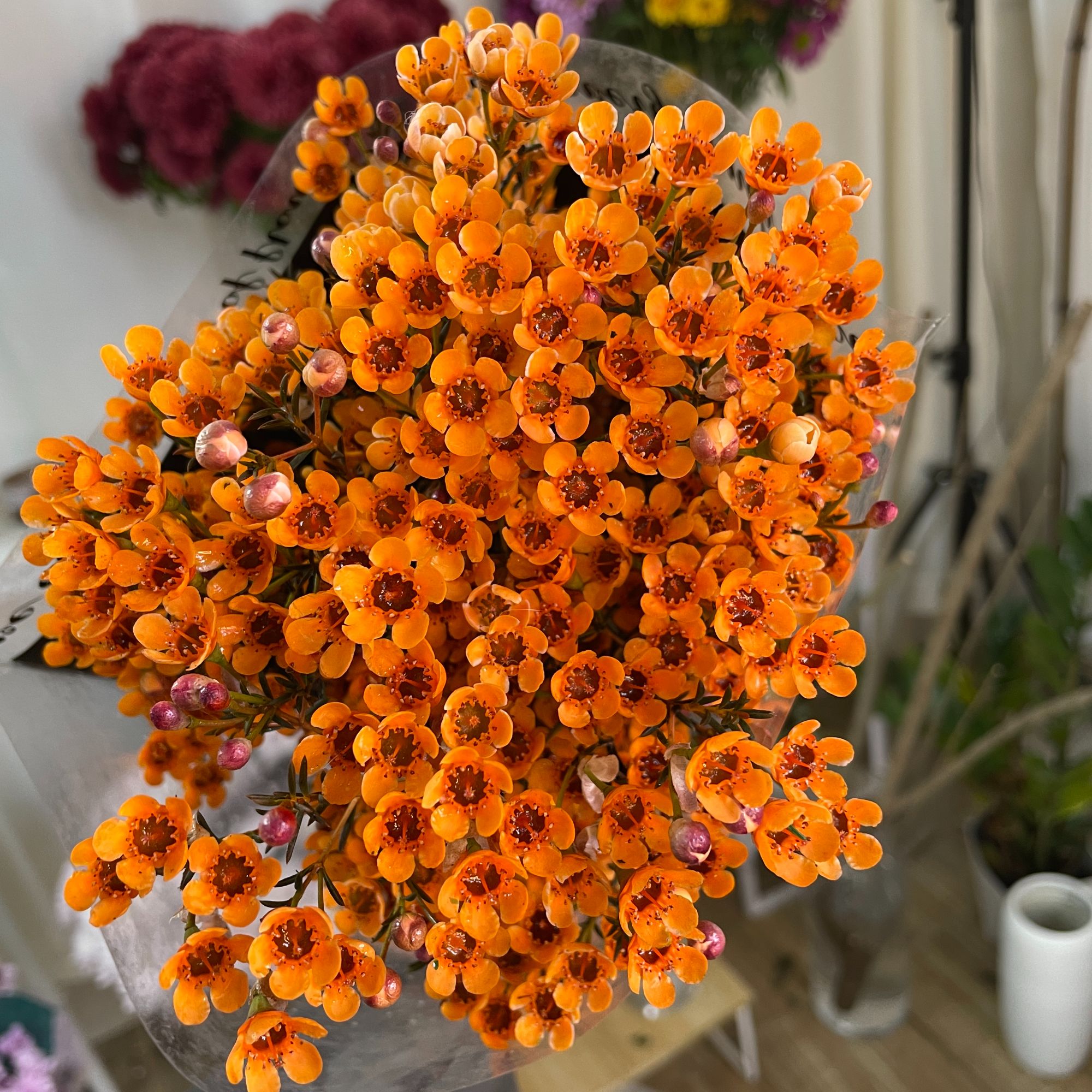 橙色腊梅鲜切花1-5扎1个运费