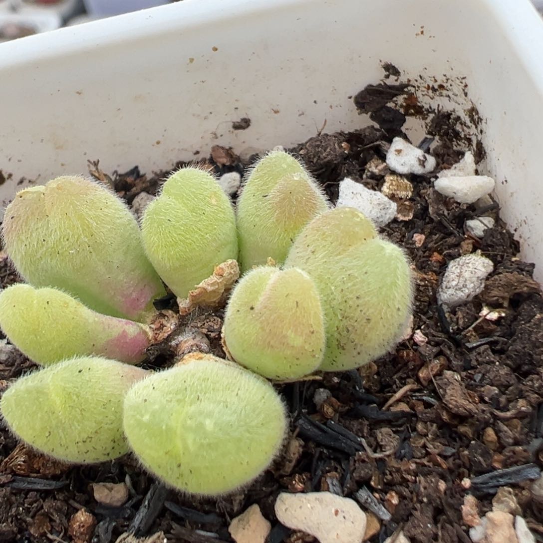 80多肉植物百科知识毛脆滴