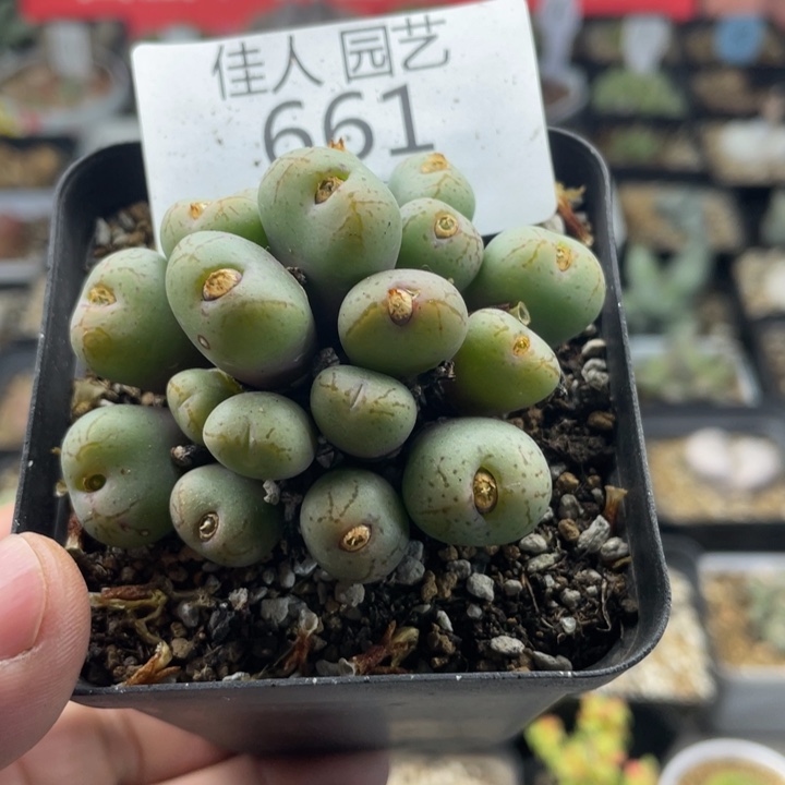 佳人园艺老周多肉上福利啦肉锥群661