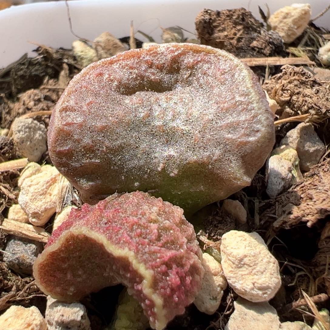 实生新品多肉植物水泡