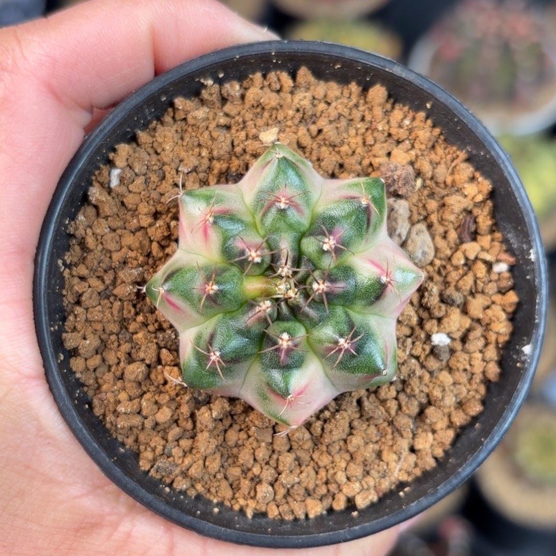 泰系米哈仙人球10号