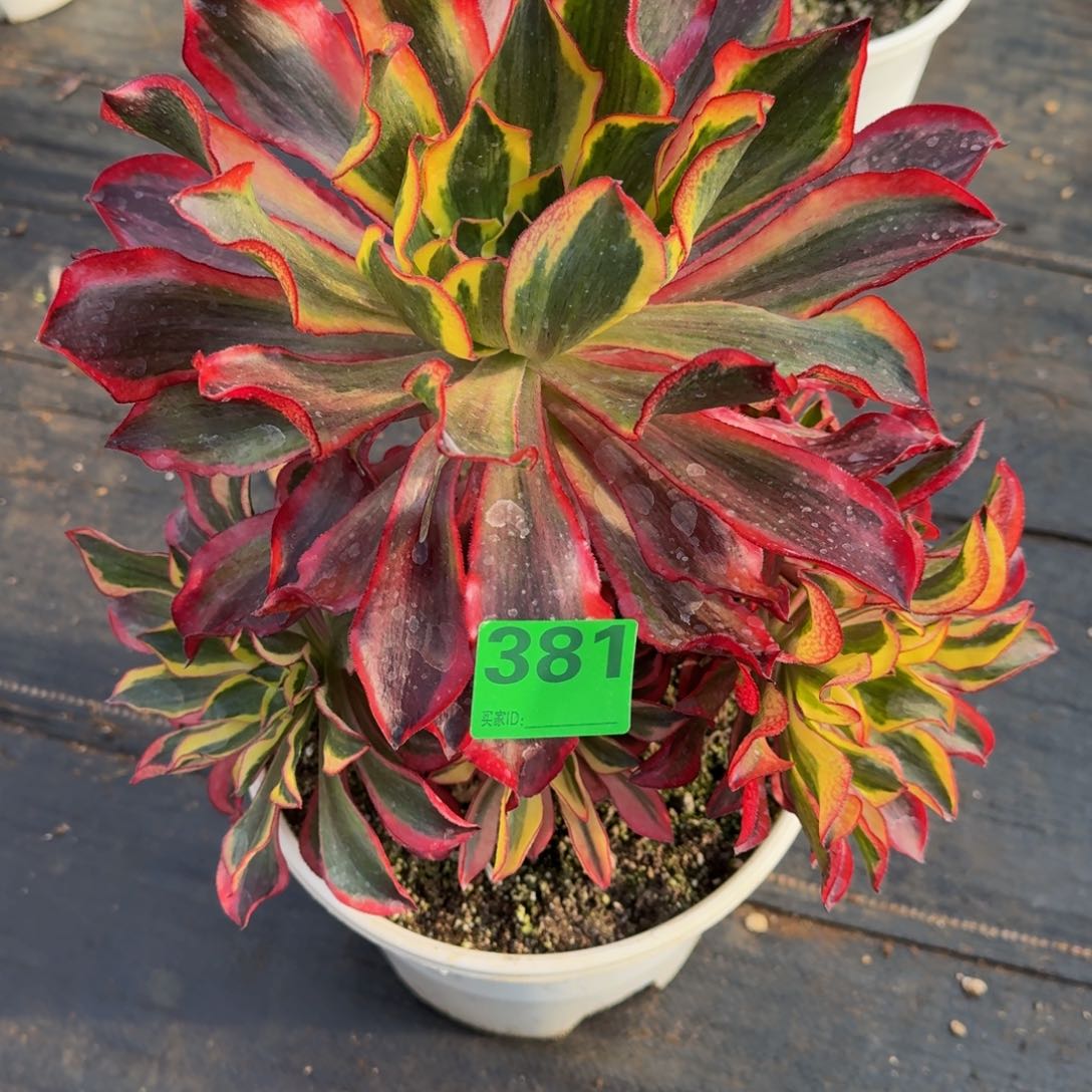 一物一拍魅影381