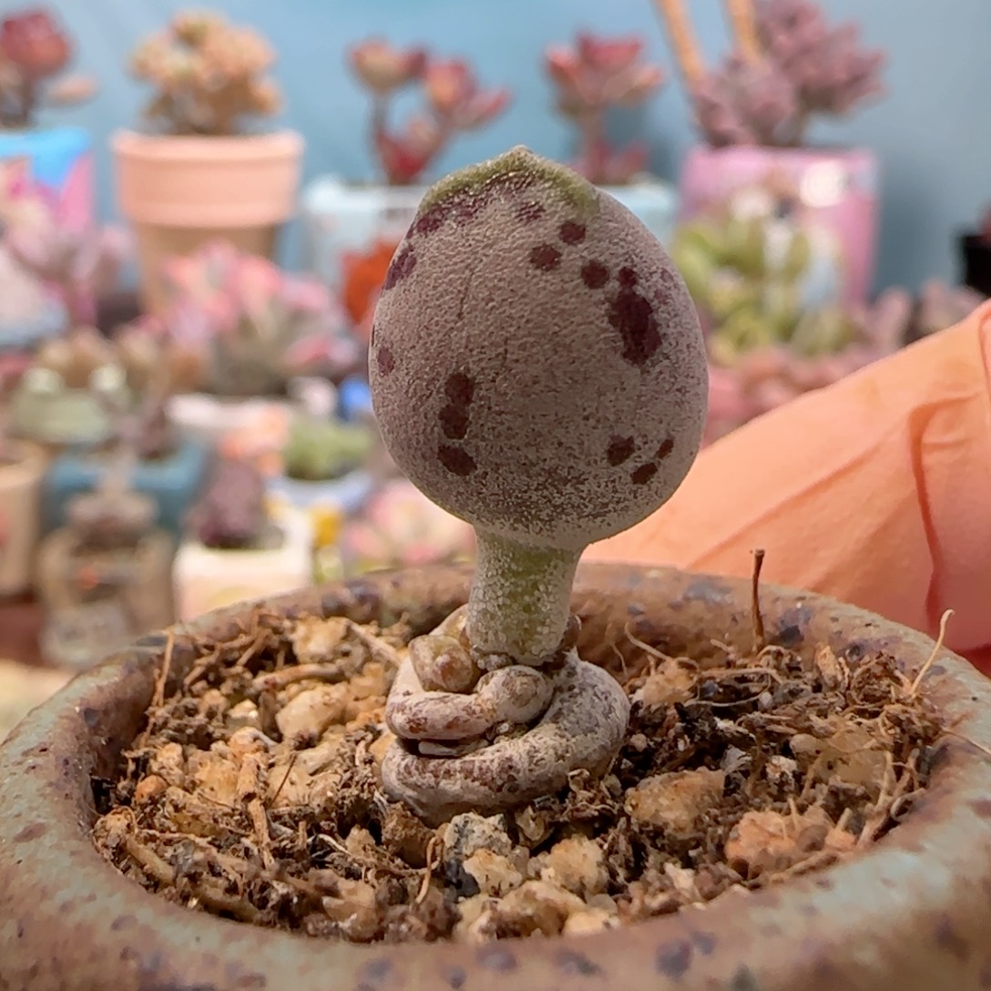 丸叶粉海豹 盆口3cm