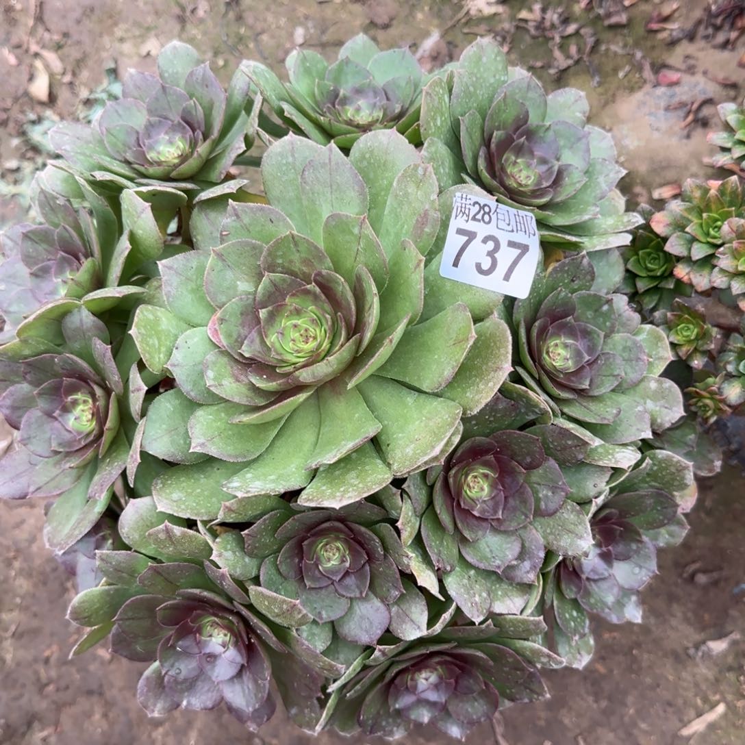 沙拉万多肉737满28包邮断枝不包