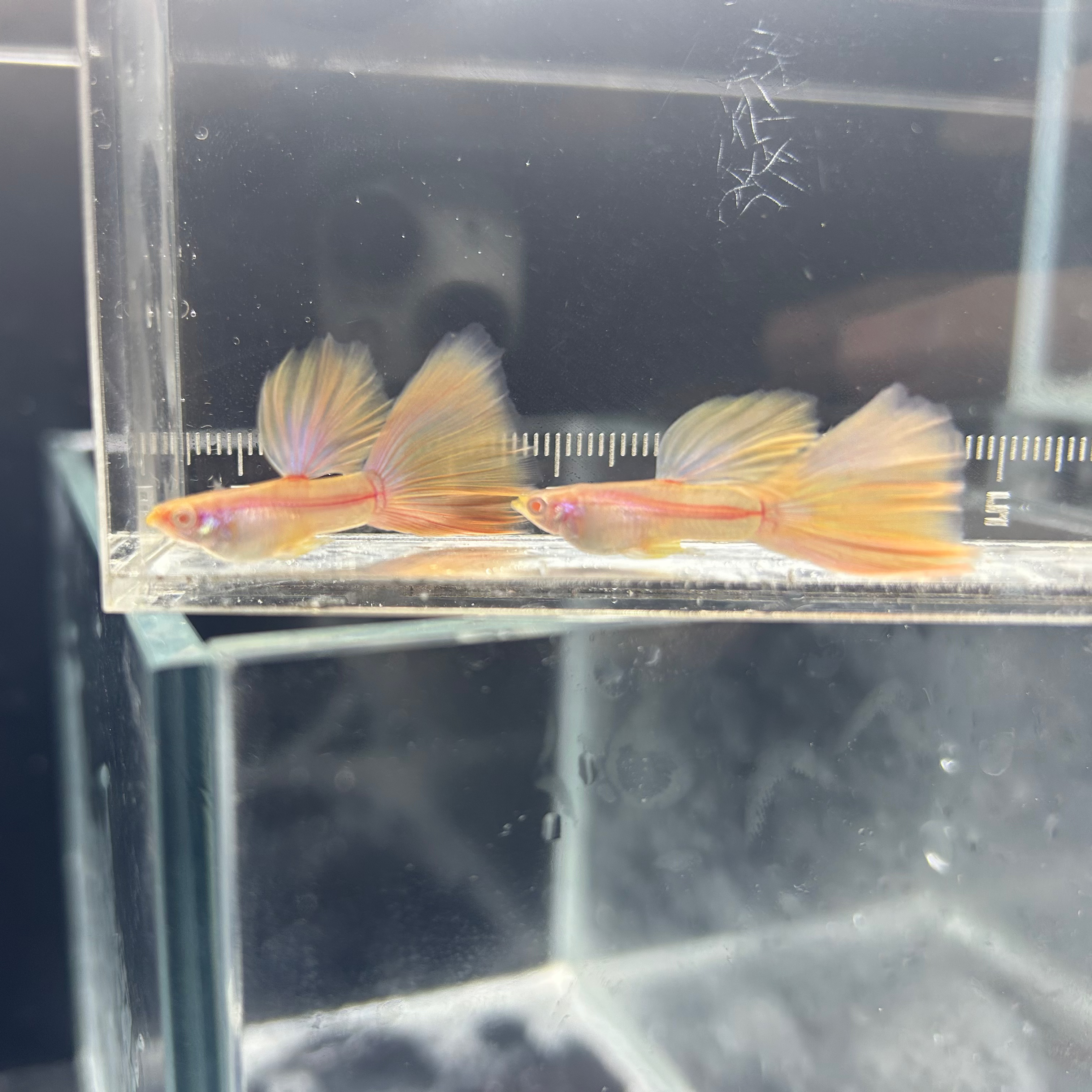直播间孔雀鱼现付现拍专用