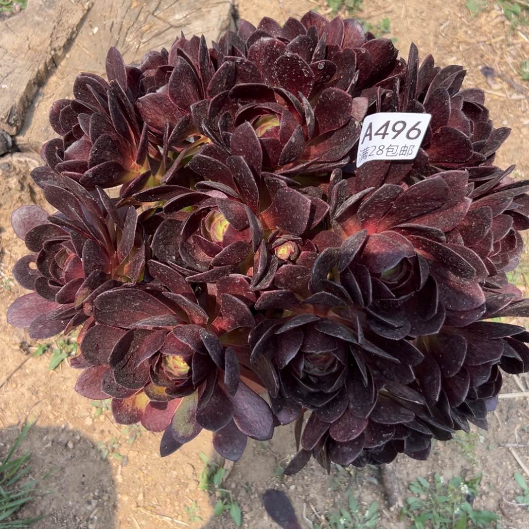 496多肉   黑寡妇        