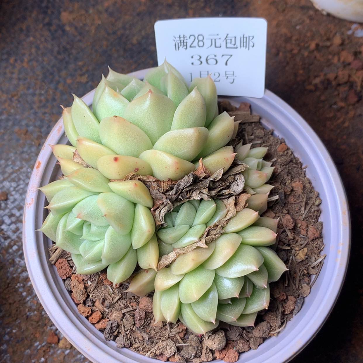 【闪购商品】云367号