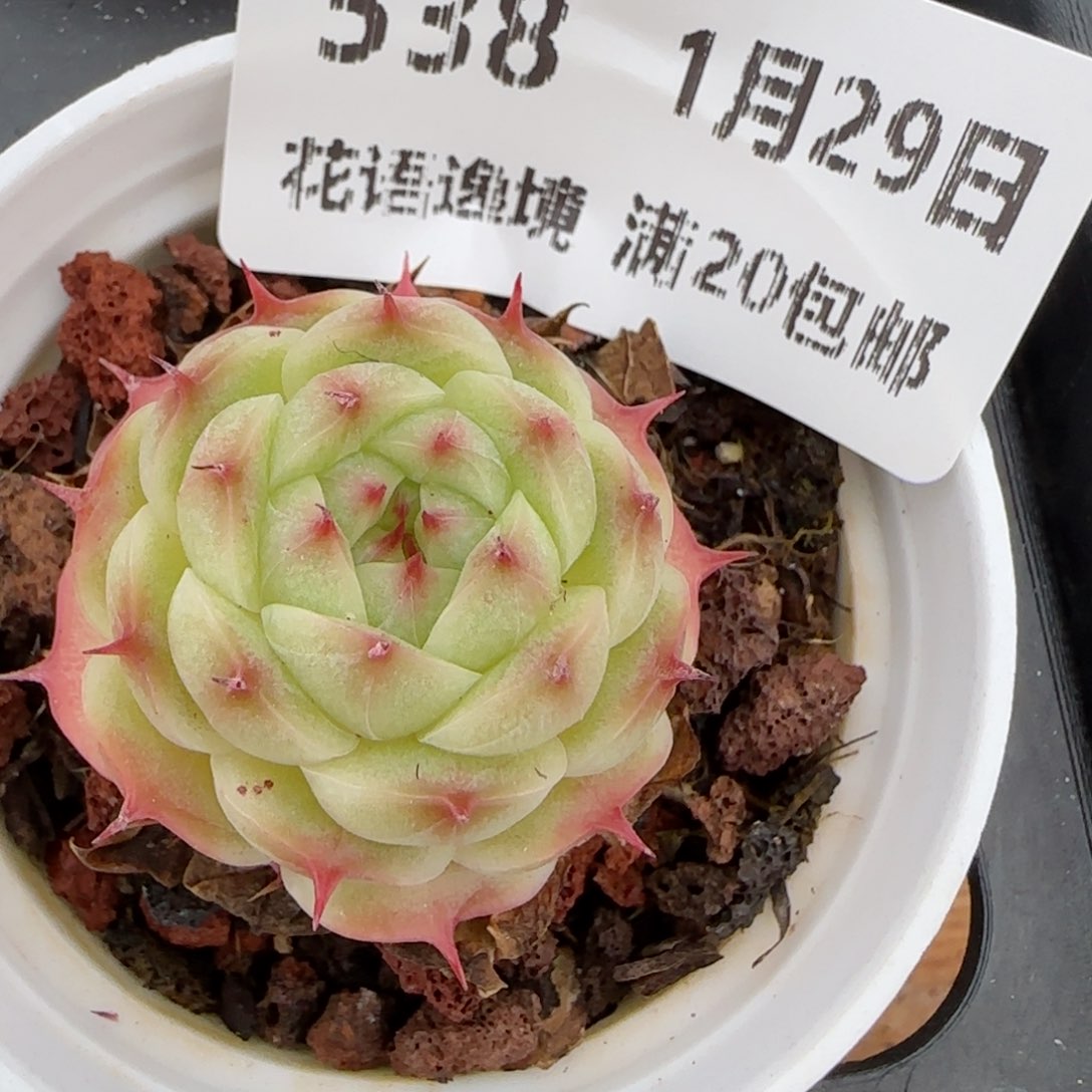 花语逸镜0129-538