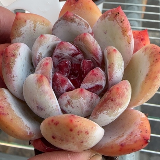 120糖心雪天使一物一拍多肉