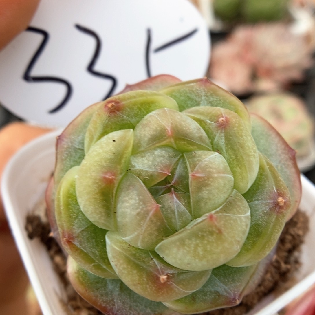 透心珍妮可拍335号。 