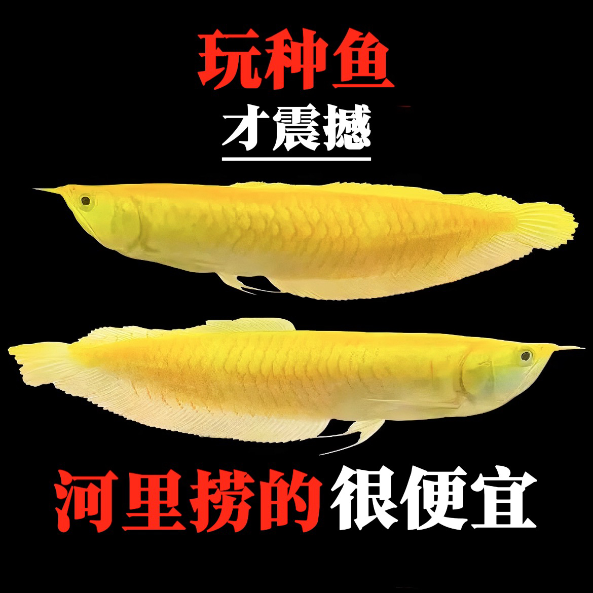 黄化白子银龙鱼活鱼观赏鱼精品红龙鱼招财鱼风水鱼活体中型热带鱼