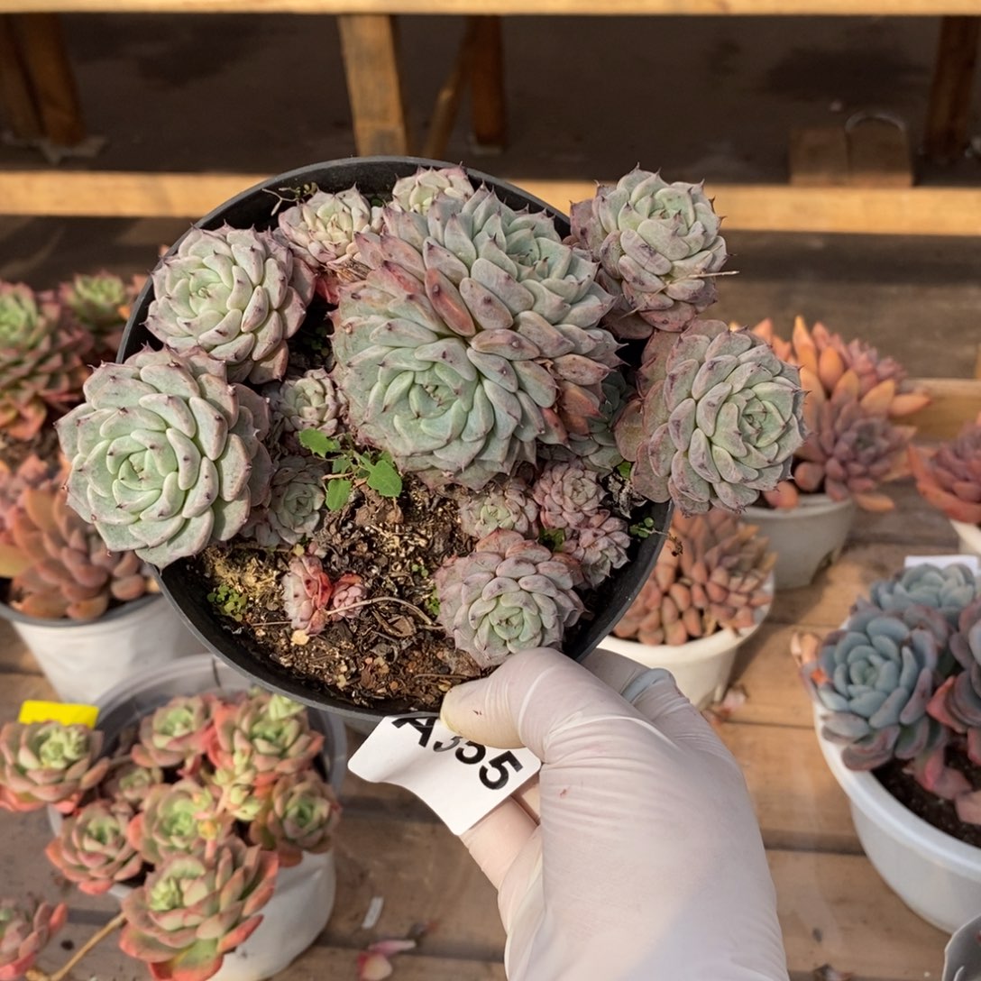 355沙罗姬牡丹一物一拍