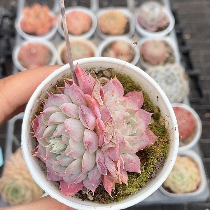 一物一拍满十包邮 32