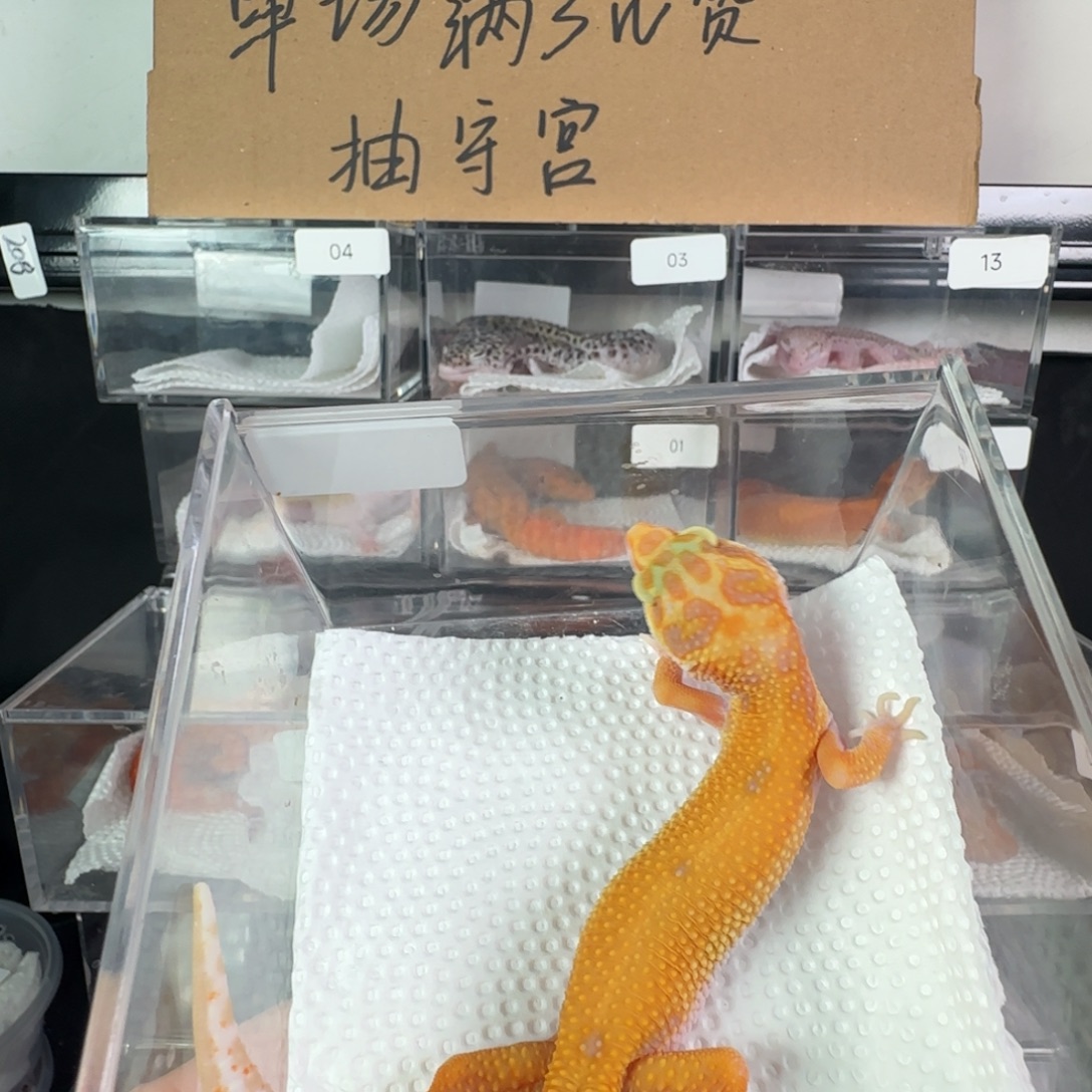 豹纹守宫瑕疵缺钙暴龙妹妹