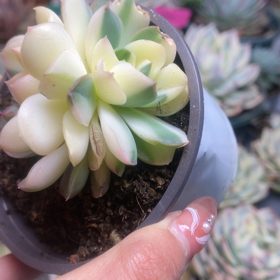 133杂锦锦锦锦锦锦锦