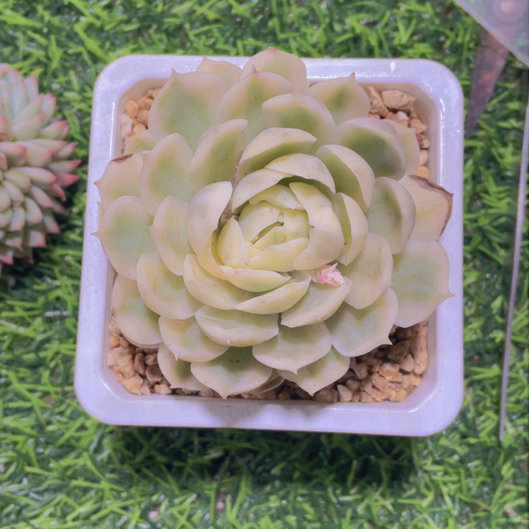 昂斯诺锦冠幅8公分一物一拍