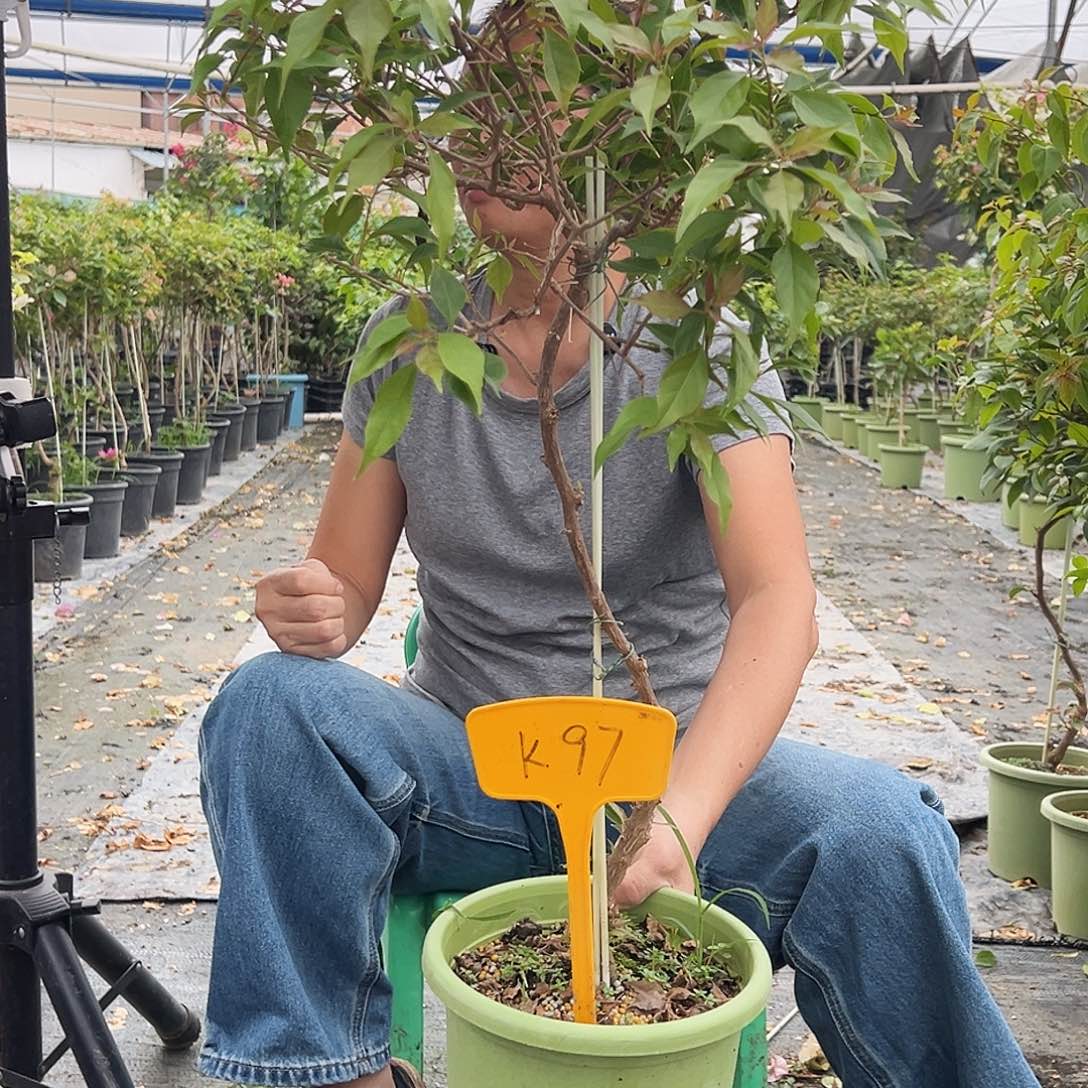 天***乐大部分花苞少量开放K97酒红桑巴