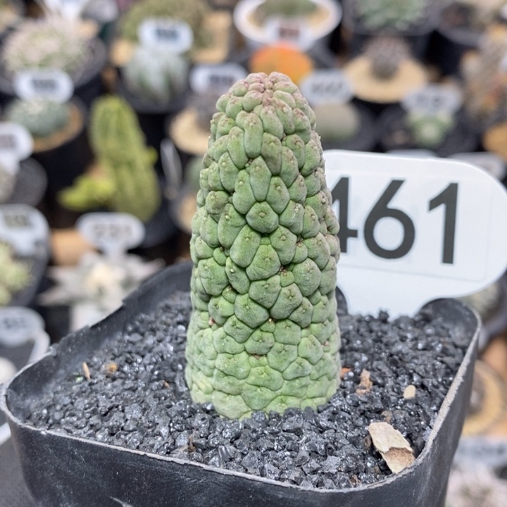 实生佛头玉461号高度5.5cm