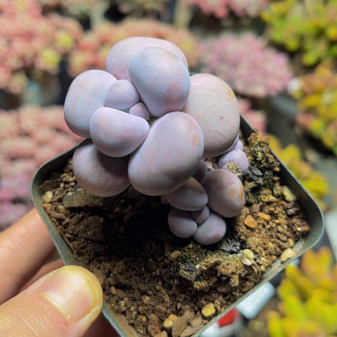 164芭比奶酪4厘米多肉