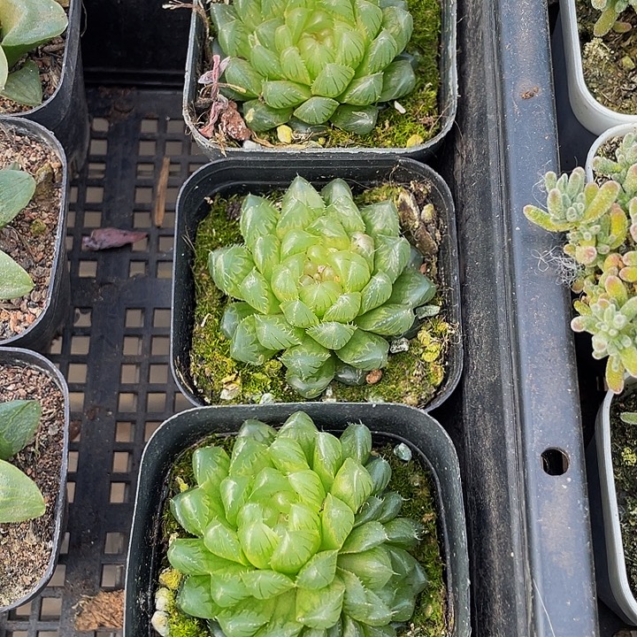 冰川玉露带盆土发