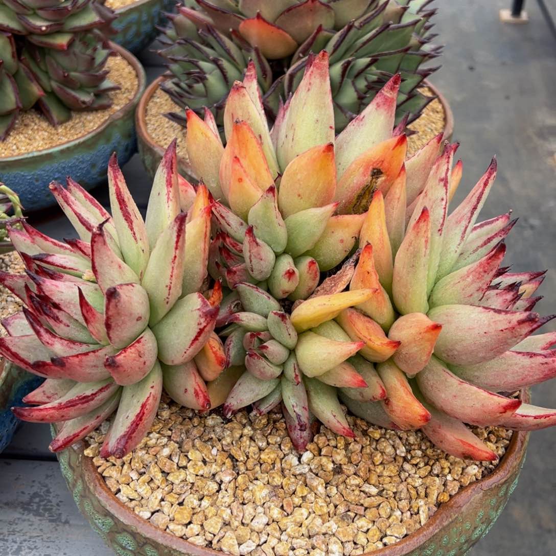 从前慢多肉精选编号0306.1111