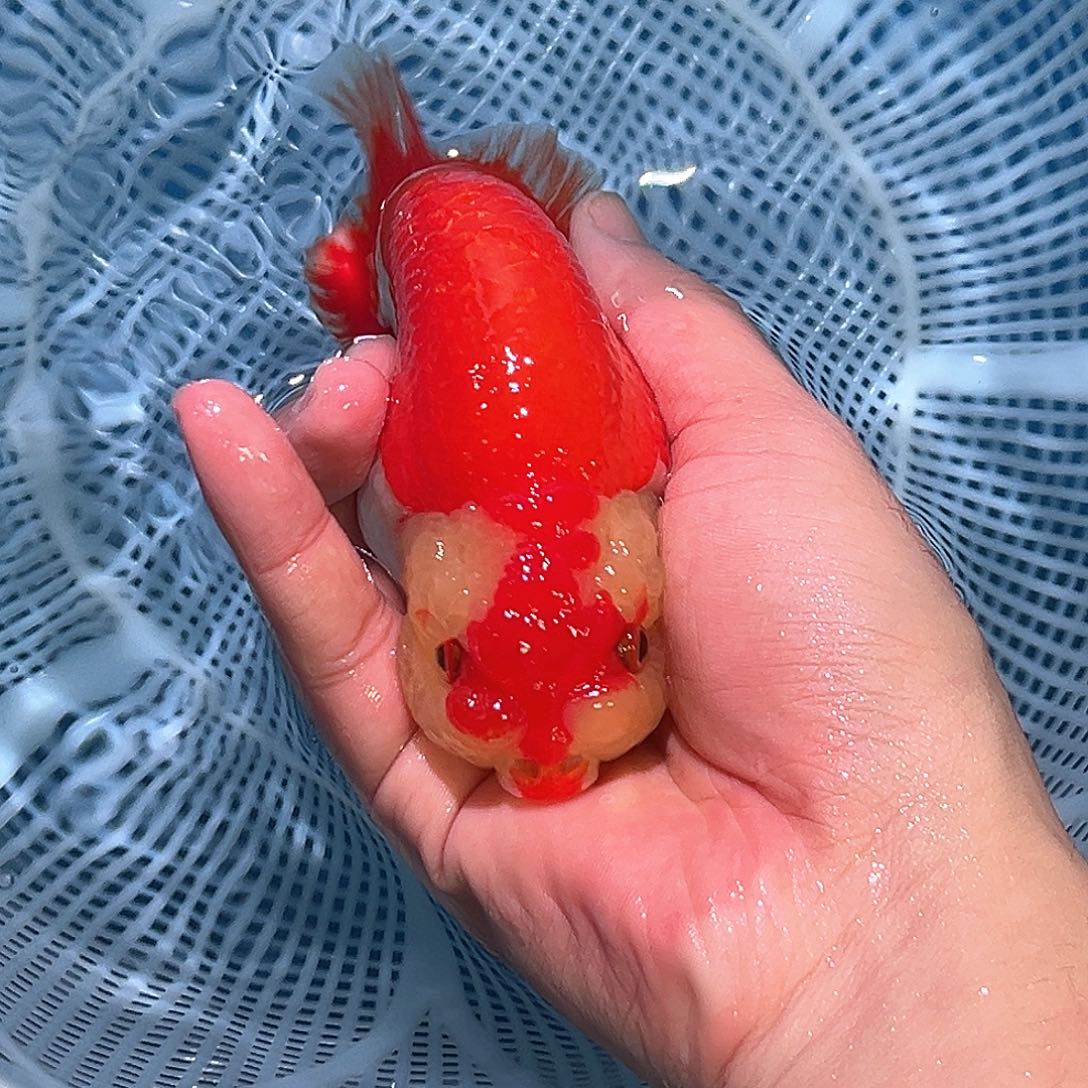 海水9顺丰包邮128