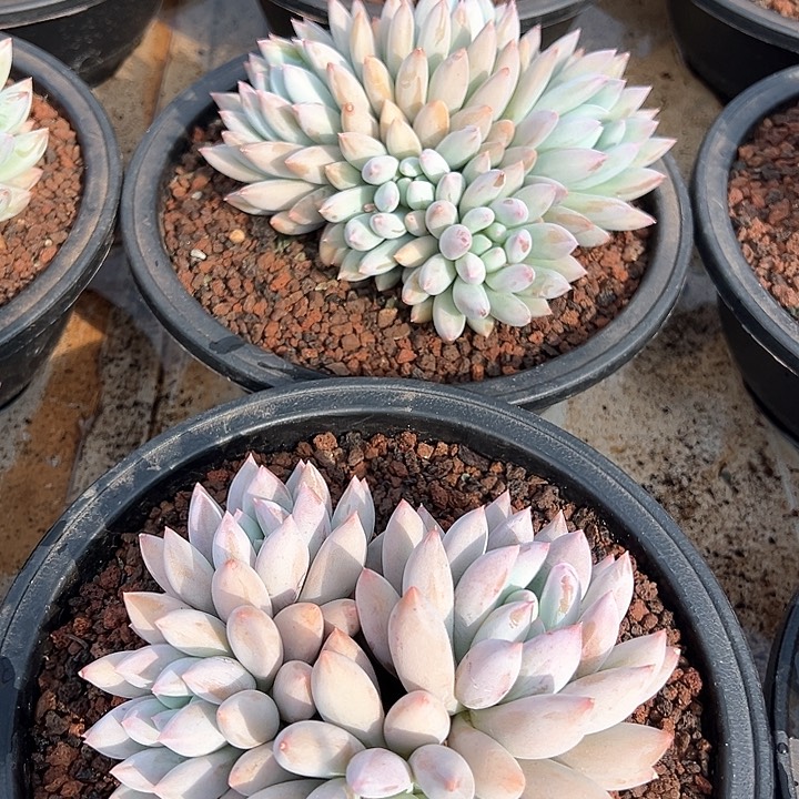 精控所罗门15公分可单挑